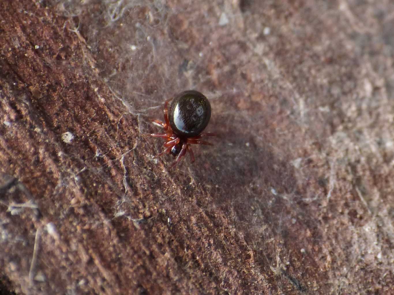 Ragnetto rosso scuro - Ostia Antica (RM): cfr Theridiidae